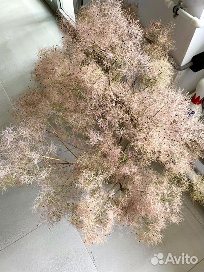 Сухоцветы букет скумпия для интерьера