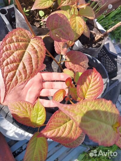 Актинидия коломикта