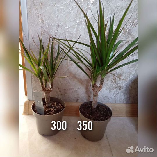 Пальма Драцена комнатные цветы растения