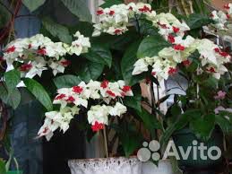 Клеродендрум