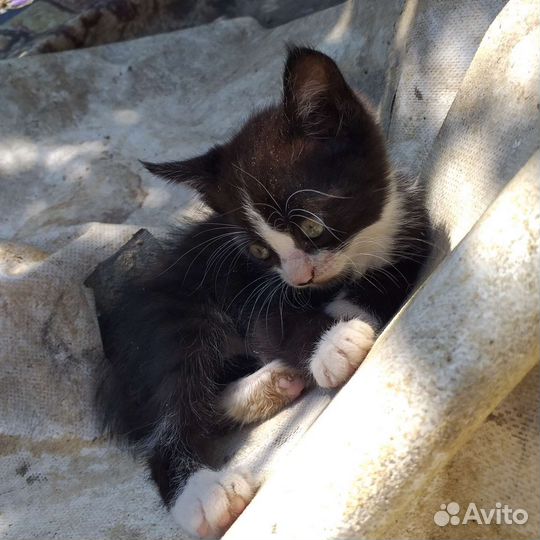 Котёнок бесплатно