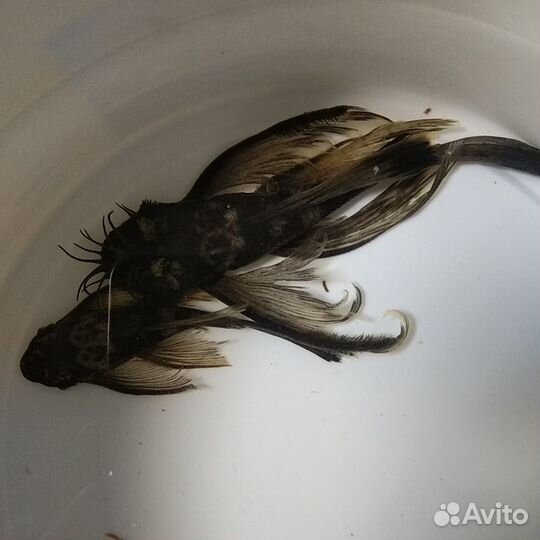 Номерные сомы