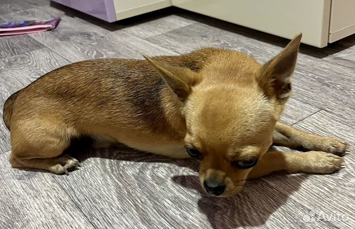 Чихуахуа ищет невесту