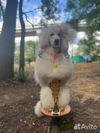 Кобель для вязки пудель королевский белый