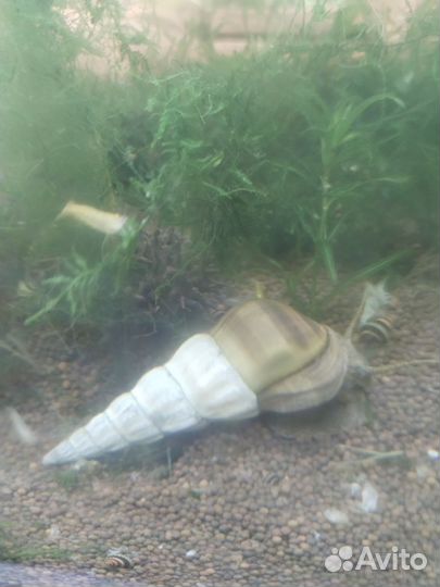 Креветки жёлтый огонь и улитки Геркулес