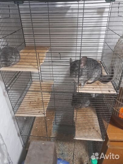 Шиншилла. Попугаи