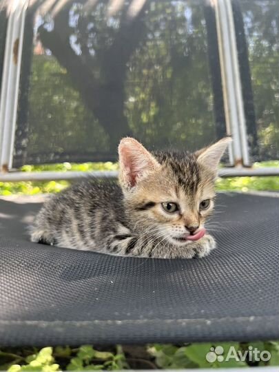 Котенок романтик