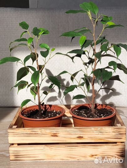 Фикус бенджамина