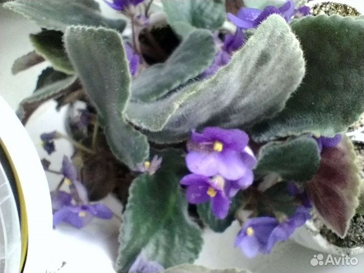 Сортовые фиалки