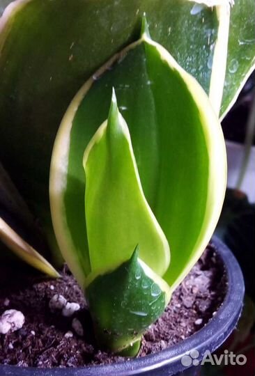 Сансевиерия ханни