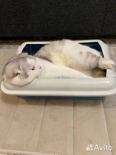 Туалет лоток для кошек и коврик для лотка