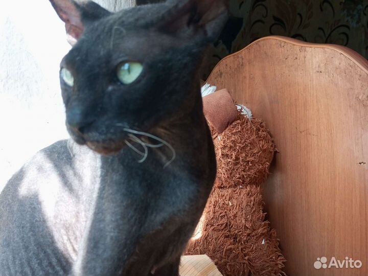 Донской сфинкс браш