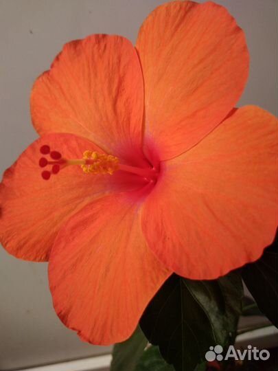 Гибискус оранжевый