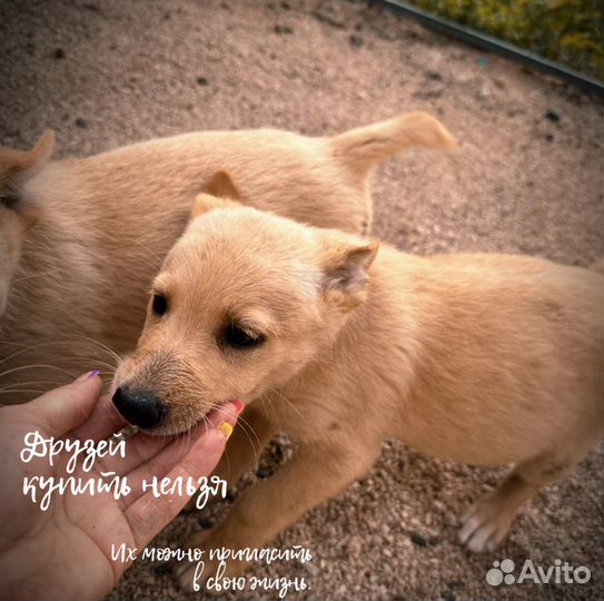Собаки бесплатно