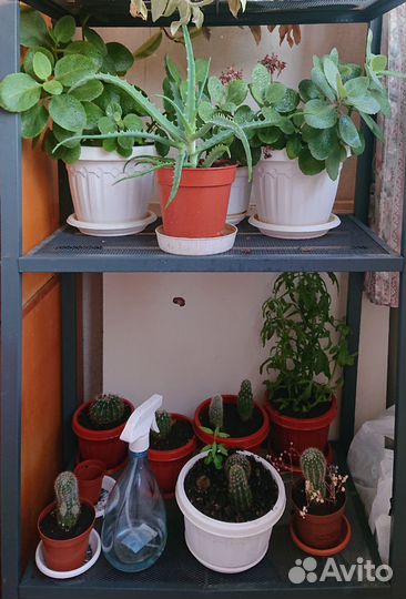 Комнатные цветы