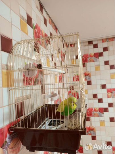 Попугай вместе с клеткой