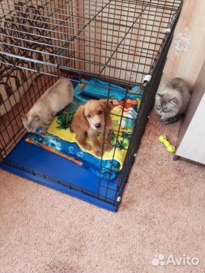Вольер для собак новый