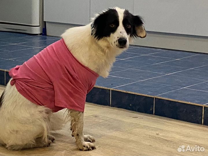 Собака - компаньон Таша