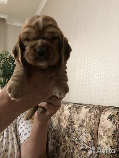 Кокер спаниель