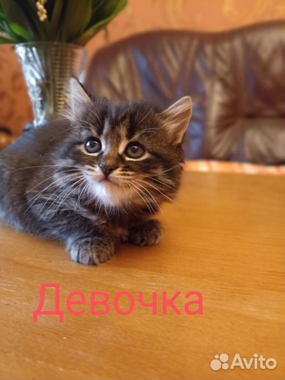 Котята