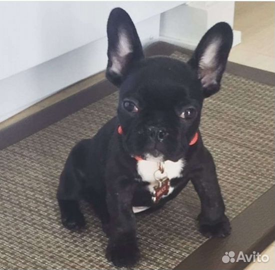 Французский бульдог мини
