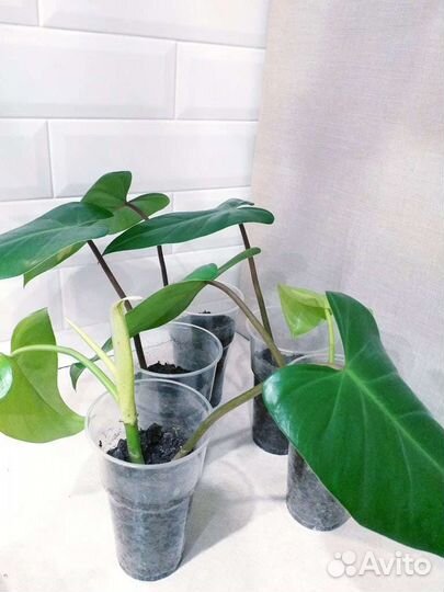 Филодендрон