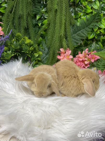 Кролики мини нежные, ручные