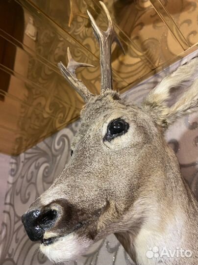 Чучело косули