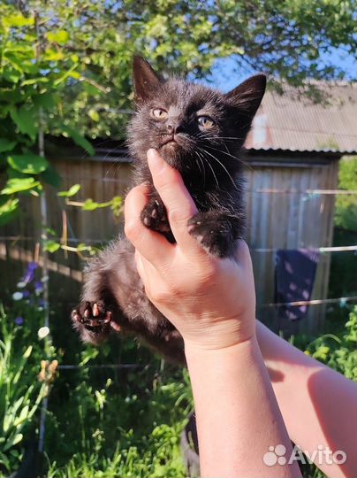 Кошки в добрые руки бесплатно