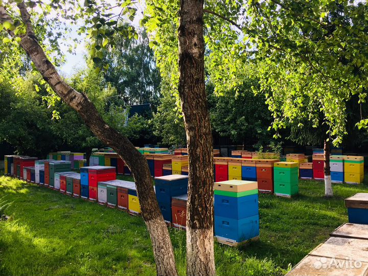 Пчелопакеты