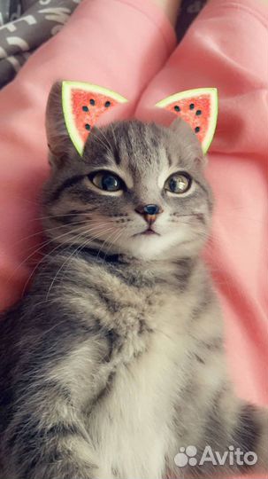 Котенок бесплатно