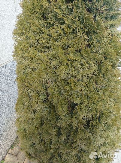 Туи смарагд