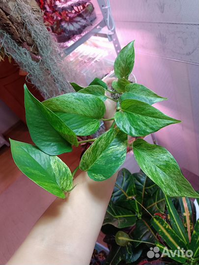 Ароидные 1. Отредактировано 30.09