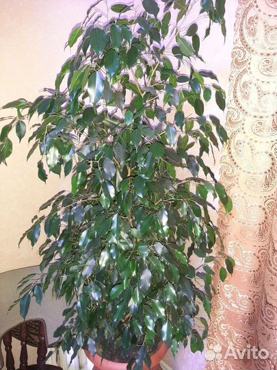 Комнатные растения