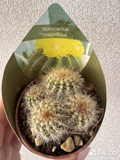 Кактусы редкие интересные