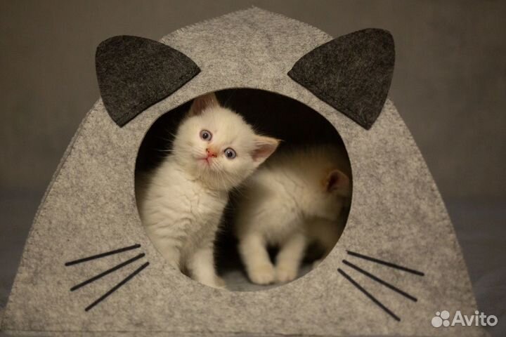 Котята
