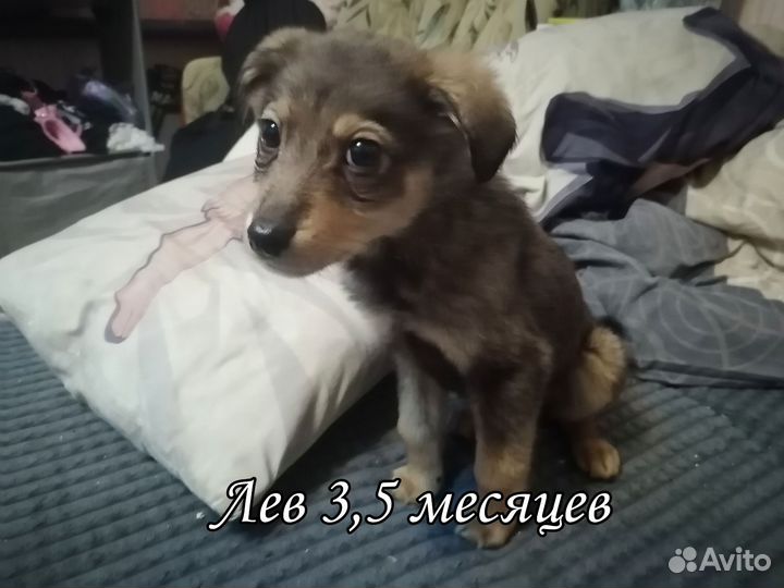 Щенок в добрые руки