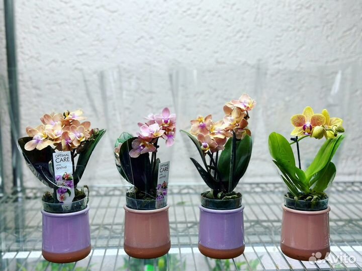 Орхидея мини