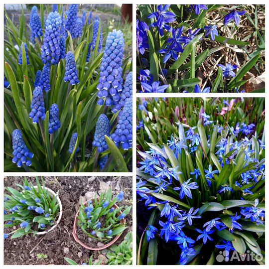 Многолетники: примулы, осока пестрая, лилейник, др