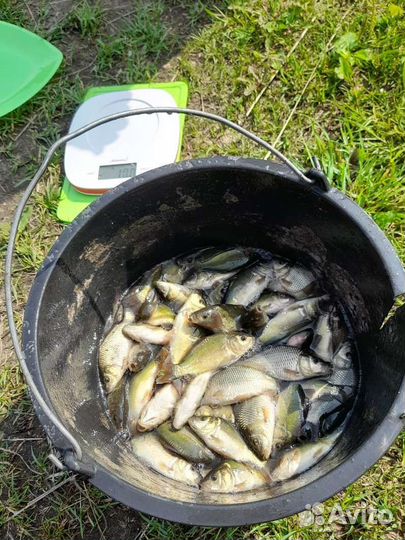 Продаётся малёк карпа