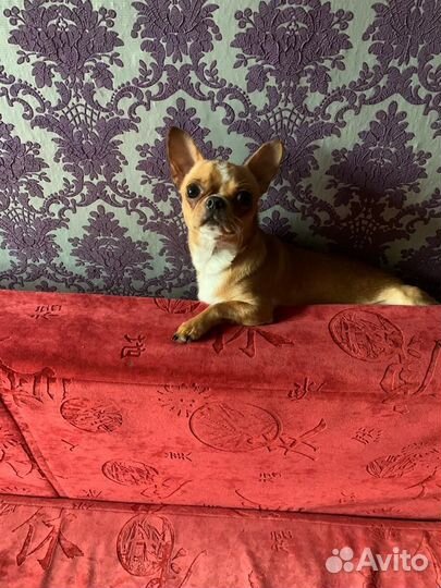 Вязка собак чихуа