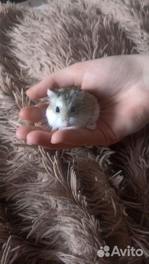 Хомяк роборовского