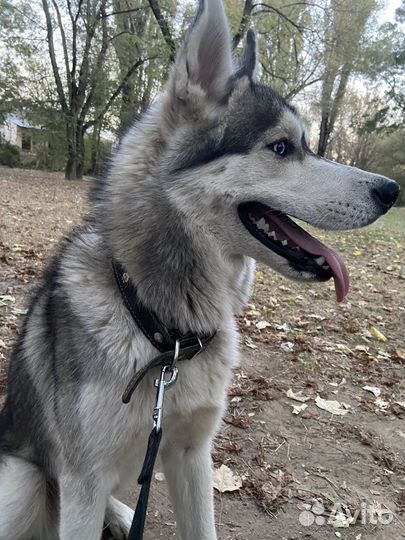 Сибирский хаски вязка