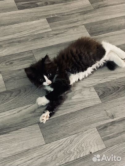 Котенок в добрые руки