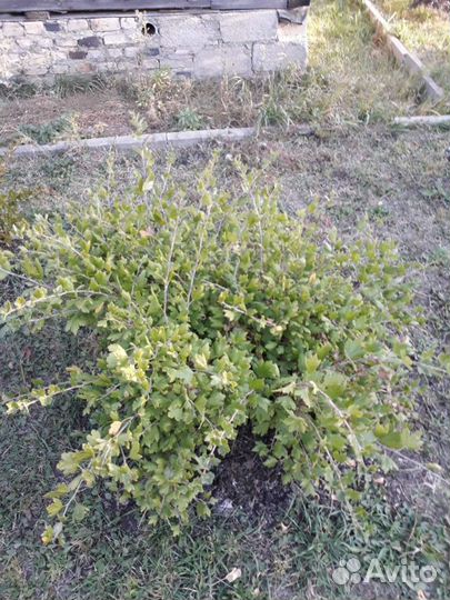 Саженцы безшипного крыжовника