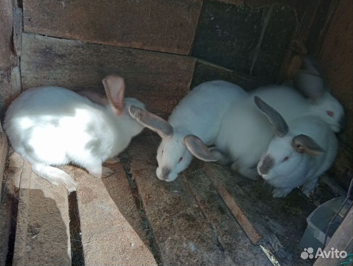 Самцы калифорнийцы