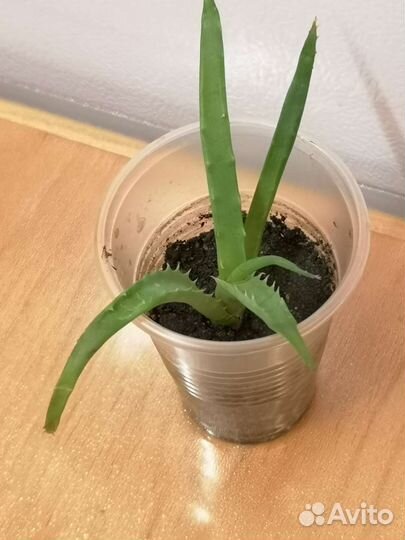 Алоэ столетник, черенки, лист лечебный