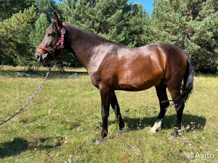 Продажа лошадей