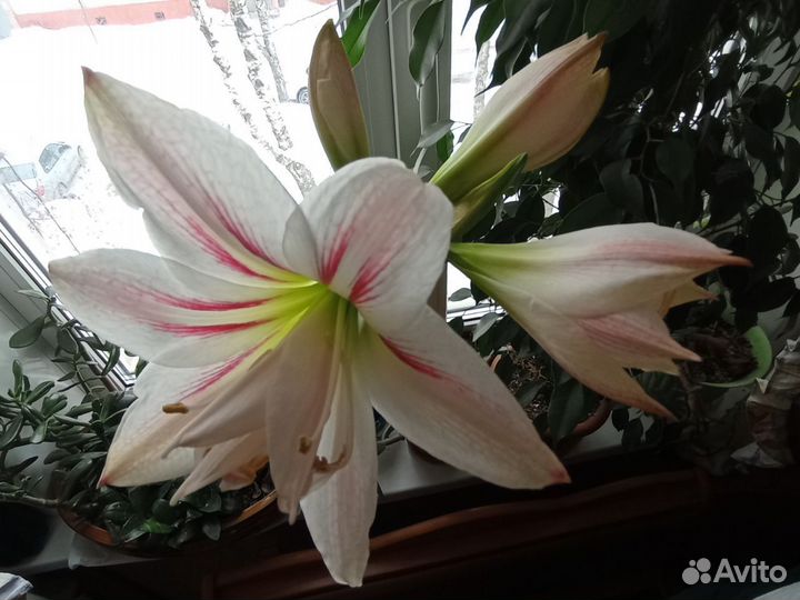 Гиппеаструм, детки