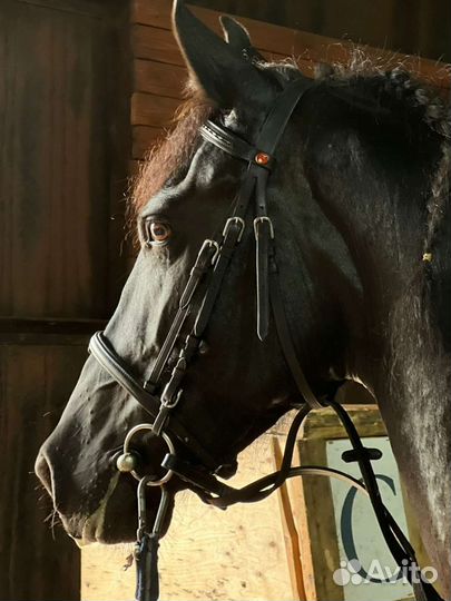 Андалузо-фризская кобыла 8 лет